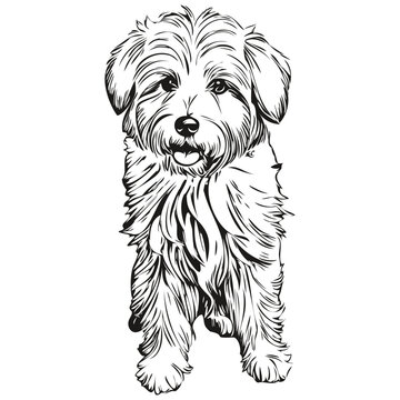 recommend clip art: Coton de Tulear dog face vector portrait, funny outline pet illustration white background realistic pet silhouette