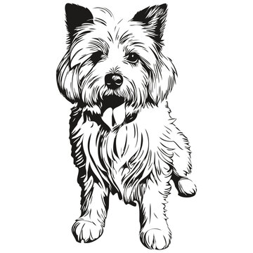 Coton de Tulear dog t shirt print black and white, cute funny outline drawing vector