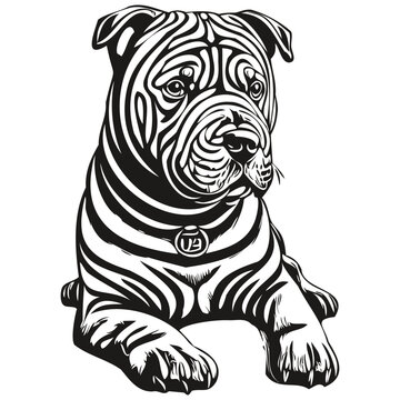 Chinese Shar Pei dog realistic pencil drawing in vector, line art illustration of dog face black and white