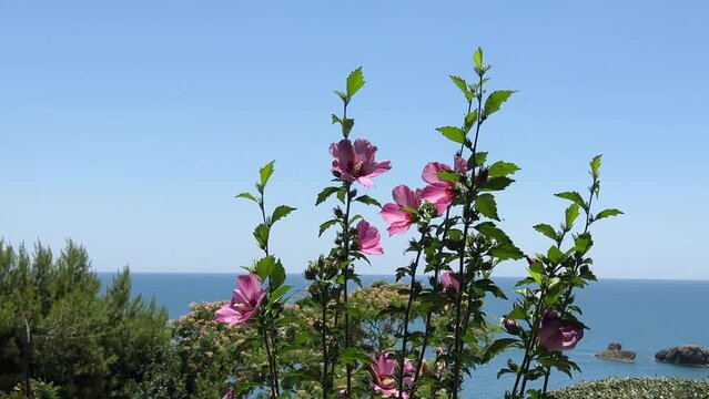 Pink hibiscus flowers on sea shore against blue sky.
