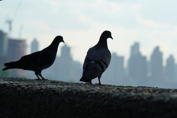 pigeons on the sidewalk