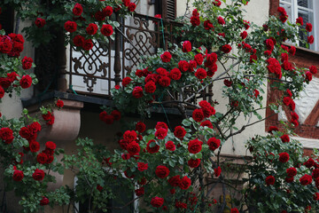 Fototapeta na wymiar Rosen, rote Rosen, Blüte, Blüten, rot, Rosenblüte, Rose