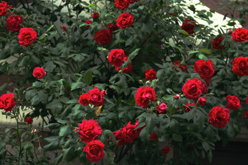 Rosen, rote Rosen, Blüte, Blüten, rot, Rosenblüte, Rose