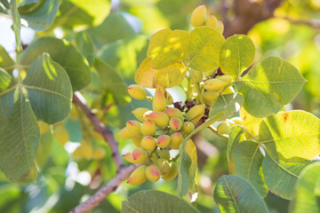 fresh pistachios in the branches of the tree.  
