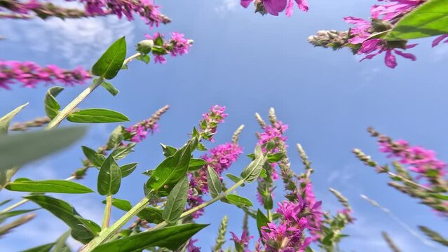 Purple loosestrife flowering among green leaves of plants