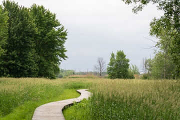 Obraz premium path in the forest