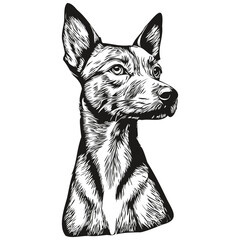 American Hairless Terrier dog t shirt print black and white, cute funny outline drawing vector realistic breed pet