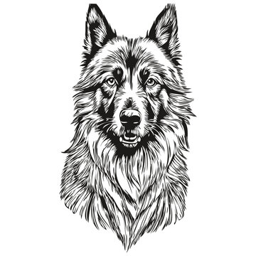 Belgian Tervuren dog realistic pet illustration, hand drawing face black and white vector