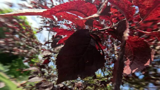 Among the red leaves of a tree in the sun