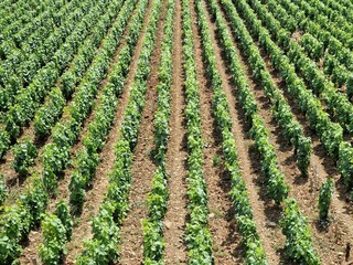 Fototapeta na wymiar Close-up of green, leafy wine ranks in sunny Burgundy, France vineyard with shadows on the ground