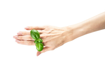 Basil leaf. Woman holding green basil leaves isolated on white background.