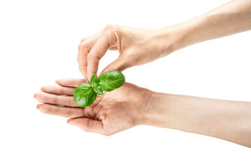 Basil leaf. Woman holding green basil leaves isolated on white background.