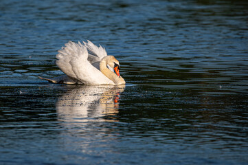 The swan