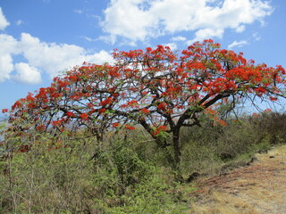 Un bel arbre aux fleurs rouge