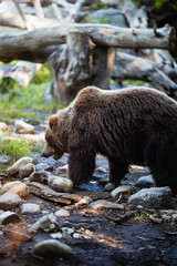 Obraz premium Grizzly bear walking