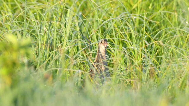 Corn crake singing in the middle of tall grass on a springtime meadow in rural Estonia, Northern Europe
