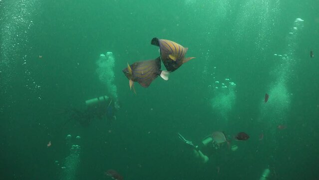 Angelfish (Blue Ring) are mating (fighting)  and do not pay attention to the camera, divers and bubbles from scuba divers