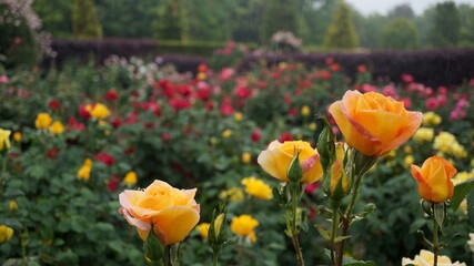 雨の日の薔薇園と黄色い薔薇