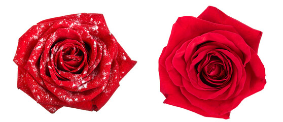 beautiful red rose in powdered sugar isolated on white background