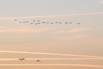 Siluetas de aves en el cielo de un amanecer