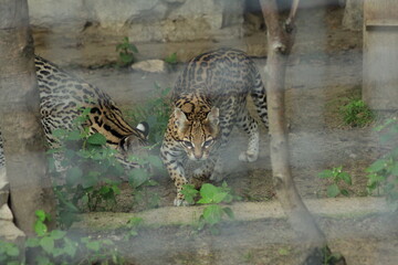 Kraków Zoo Zwierzyniec