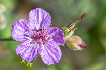 Flower of Sticky Purple Geranium (Geranium viscosissimum)