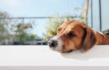 Dog sleeping with head propped up, enjoying the patio on summer day. Funny or odd sleeping position in a save environment or protect dogs from summer heat. Female harrier mix dog. Selective focus. - obrazy, fototapety, plakaty