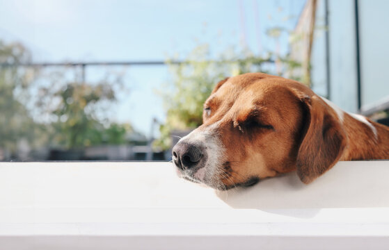 Dog sleeping with head propped up, enjoying the patio on summer day. Funny or odd sleeping position in a save environment or protect dogs from summer heat. Female harrier mix dog. Selective focus.