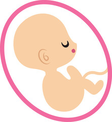 Baby in the belly, fetus, pregnancy, pregnant.