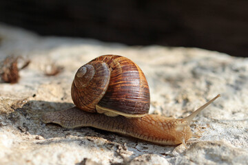 weinbergschnecke  aus der nähe