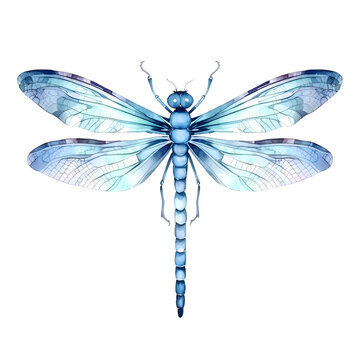 blue dragonfly isolated on white