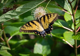 Swallowtail Butterfly pollinating plants at Roswell Boardwalk in Roswell Georgia.