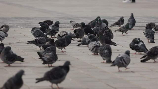 flock of pigeons in the city, bird of peace, pigeon feeding