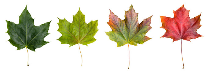 Collection of maple leaves on a transparent background