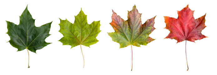 Collection of maple leaves on a transparent background