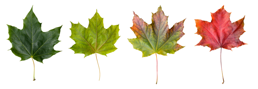Collection of maple leaves on a transparent background - Powered by Adobe
