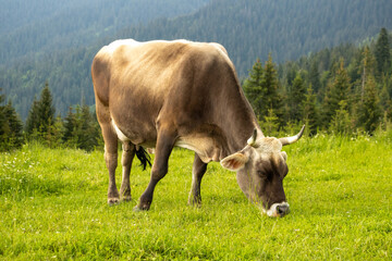 cow in the field 