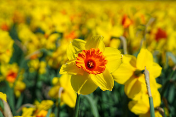 Field of flowering daffodils nederlands, Europe. Dutch Daffodils. Yellow narcissuses against the blue sky