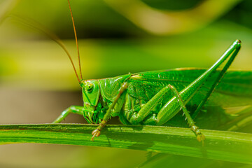 Tettigonia viridissima. Great green bush-cricket. Female Nymph sitting on grass. long horned grasshoppers insect. large species of katydid or bush-cricket. Scientific Tettigoniidae