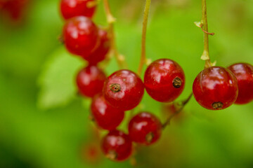 Shallow depth of field redcurrant and green leaves. Close up, soft focus of berries. Blurred foreground. copy space for inscription, text
