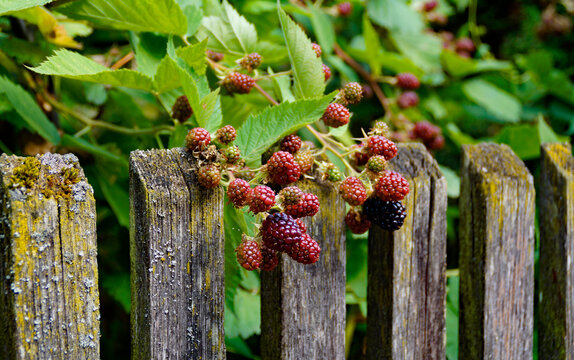 beautiful large loganberries with lush green leaves leaning against an old wooden fence on a summer day