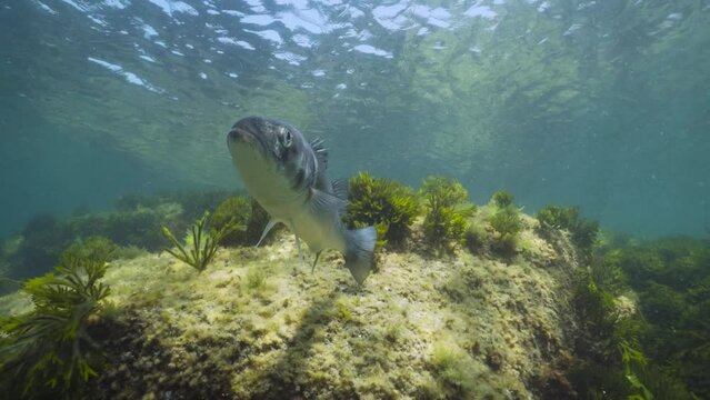 An European seabass fish (Dicentrarchus labrax) underwater in the Atlantic ocean, natural scene, Spain, Galicia, Rias Baixas