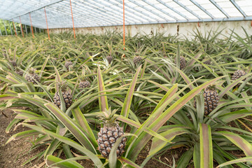 Greenhouse at a pineapple plantation on São Miguel island of the Azores. 