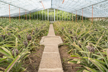 Greenhouse at a pineapple plantation on São Miguel island of the Azores. 