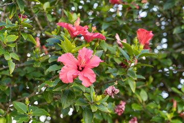 Beautiful flowers in the green.