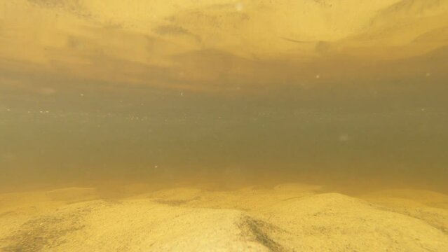 small fish in a river with a sandy bottom, video without filters