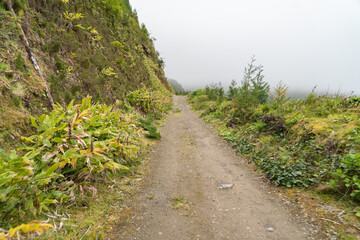 The path into nature that will lead the way.