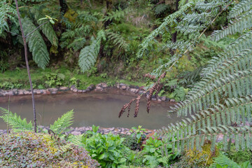 Hot spring Caldeira Velha on the São Miguel island of the Azores in Portugal.