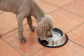 Weimaraner puppy drinking water from his water bowl. Important hydration in dogs and puppies in...