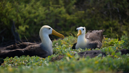 Fototapeta premium Albatro Galapagos